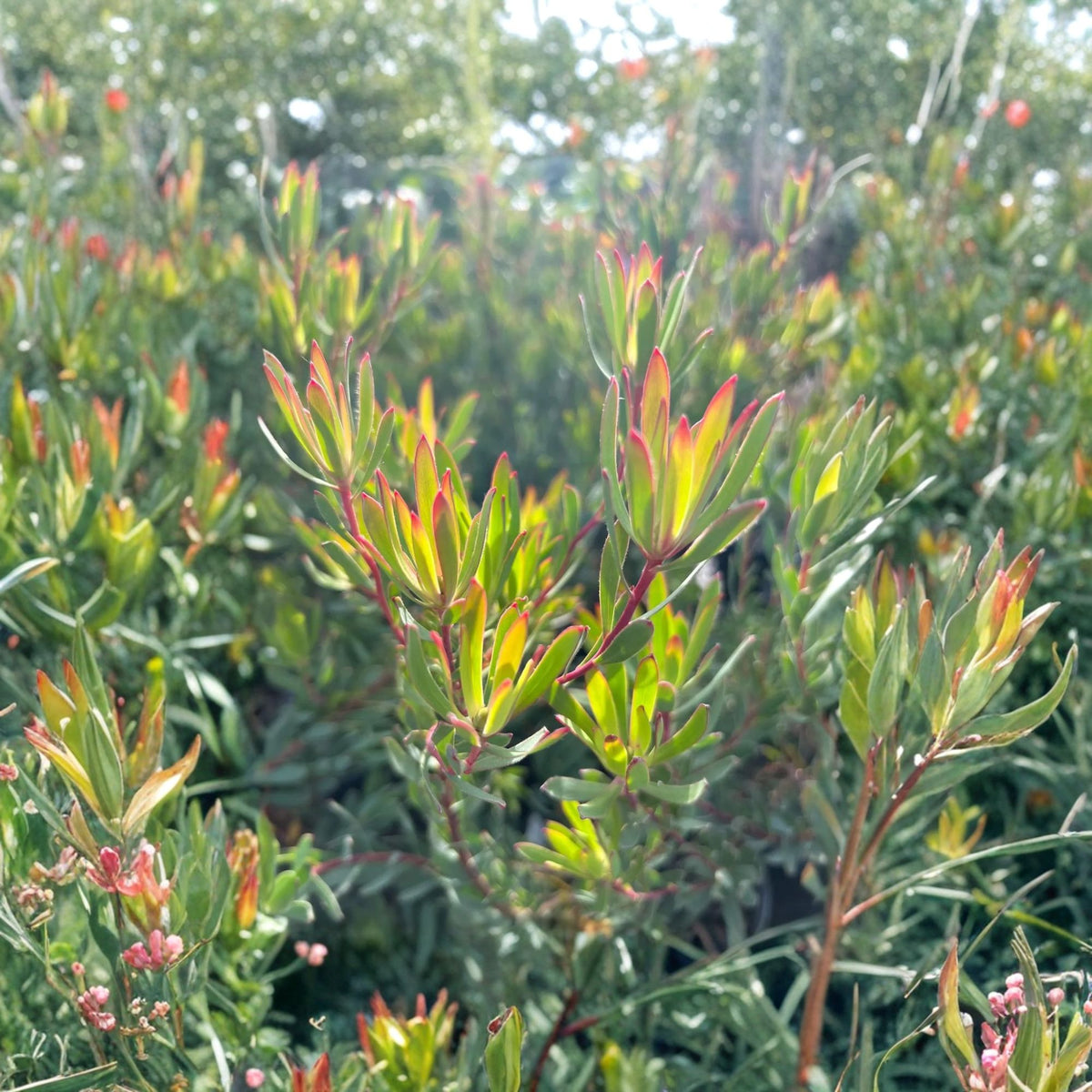 Leucadendron Afterburner Live Plant – 6-Inch Pot