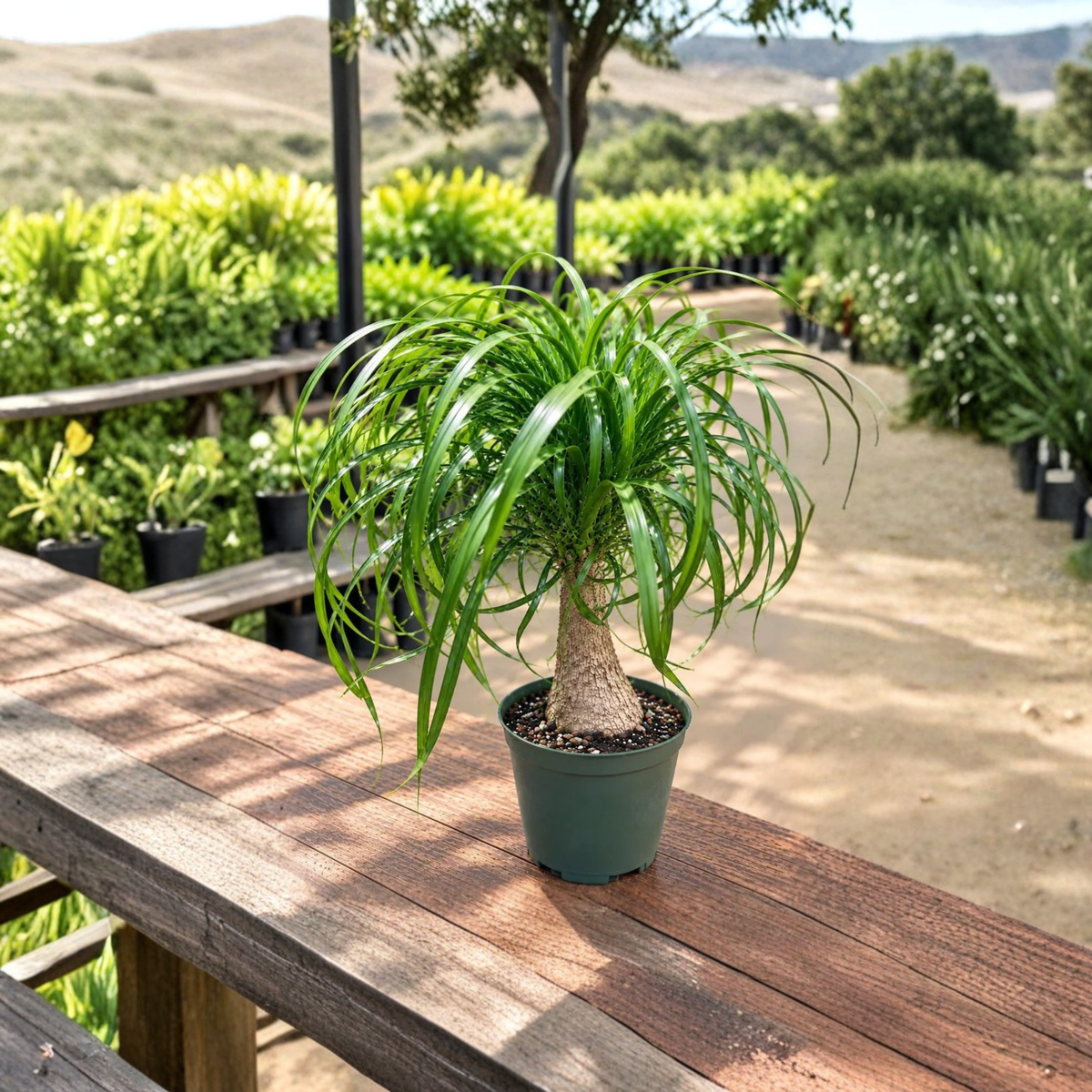 Ponytail Palm Live Plant in 6 Inch Pot, Beaucarnea Recurvata, Sculptural Indoor Houseplant, Drought Tolerant Tropical Plant