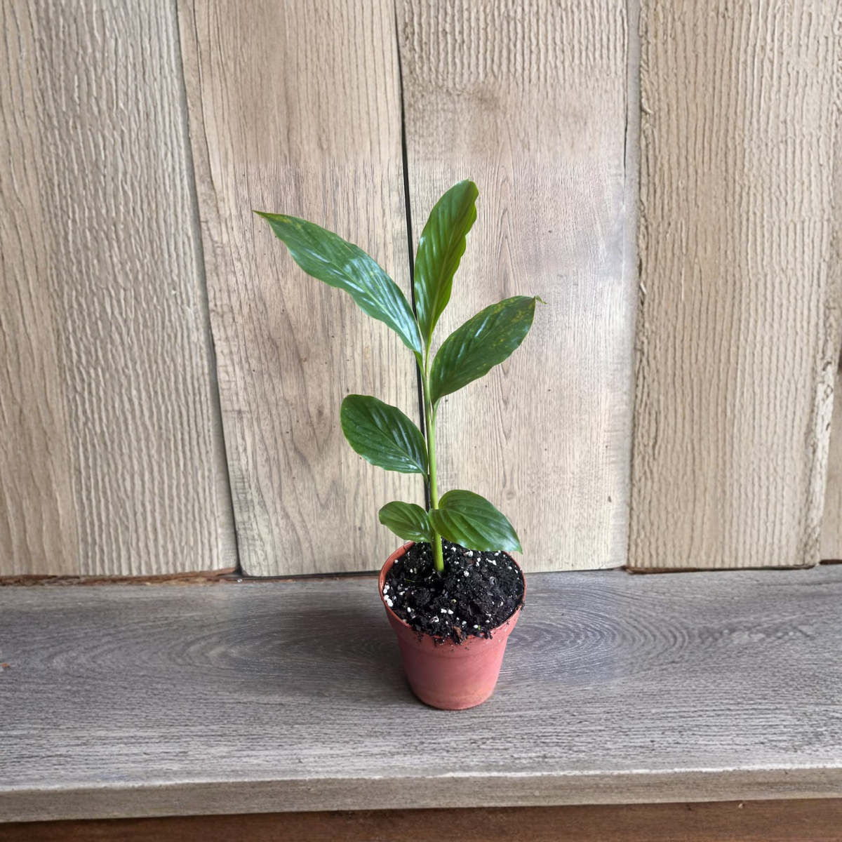 Pink Hawaiian Ginger Live Plant, Alpinia Purpurata, Tropical Pink Flower Bracts, Exotic Ornamental Plant, 4 Inch Pot