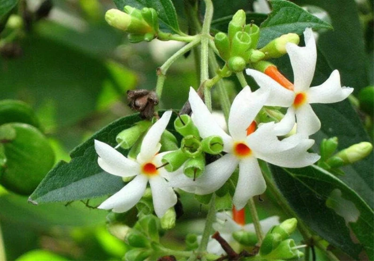 Nyctanthes Arbor Tristis Live Plant in 4 Inch Pot, Parijat Tree, Fragrant Tropical Flowering Shrub, Night Jasmine Plant