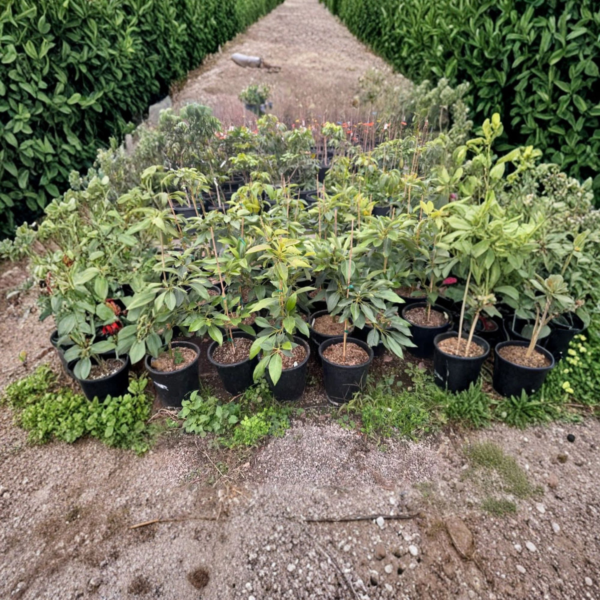 Little Cado Avocado Tree, Grafted Live Fruit Tree, 3–4 Ft Tall, Larger Trunk, Compact Avocado Variety