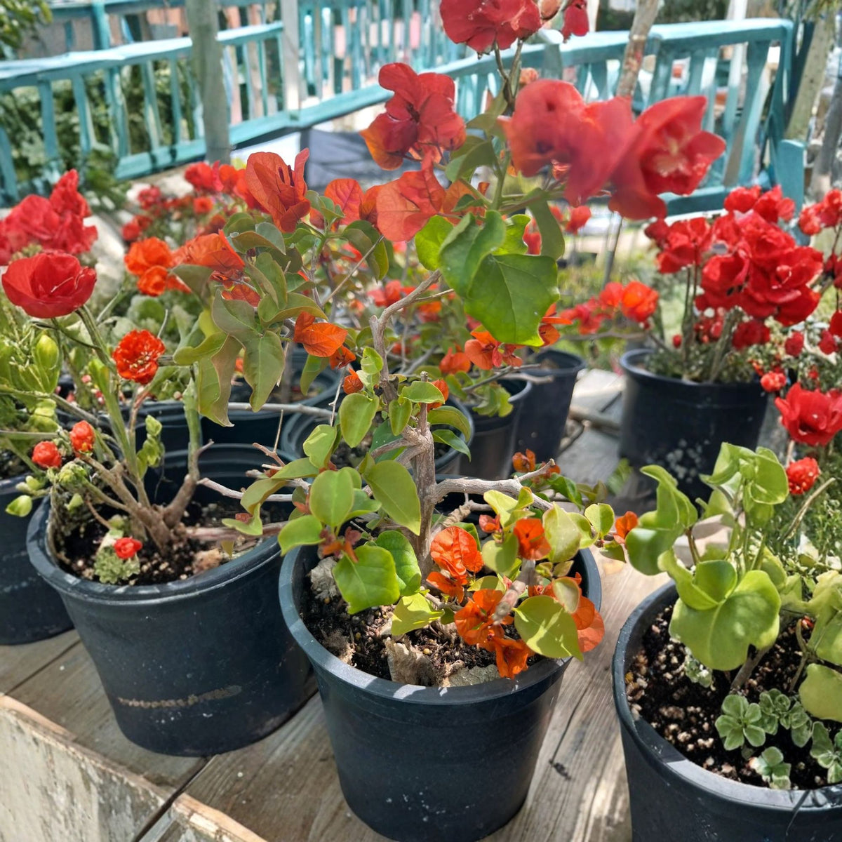 Fire Opal Bougainvillea Live Plant – 1–2 Feet Tall, 3-Gallon Pot