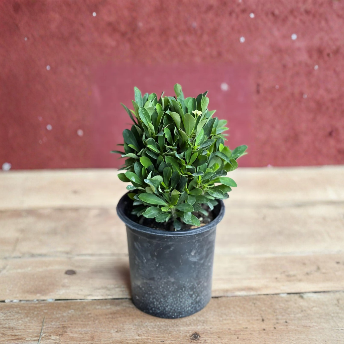 White Crown of Thorns Live Plant, Euphorbia Milii, White Flowering Succulent, Drought Tolerant Tropical Plant, 6 Inch Pot