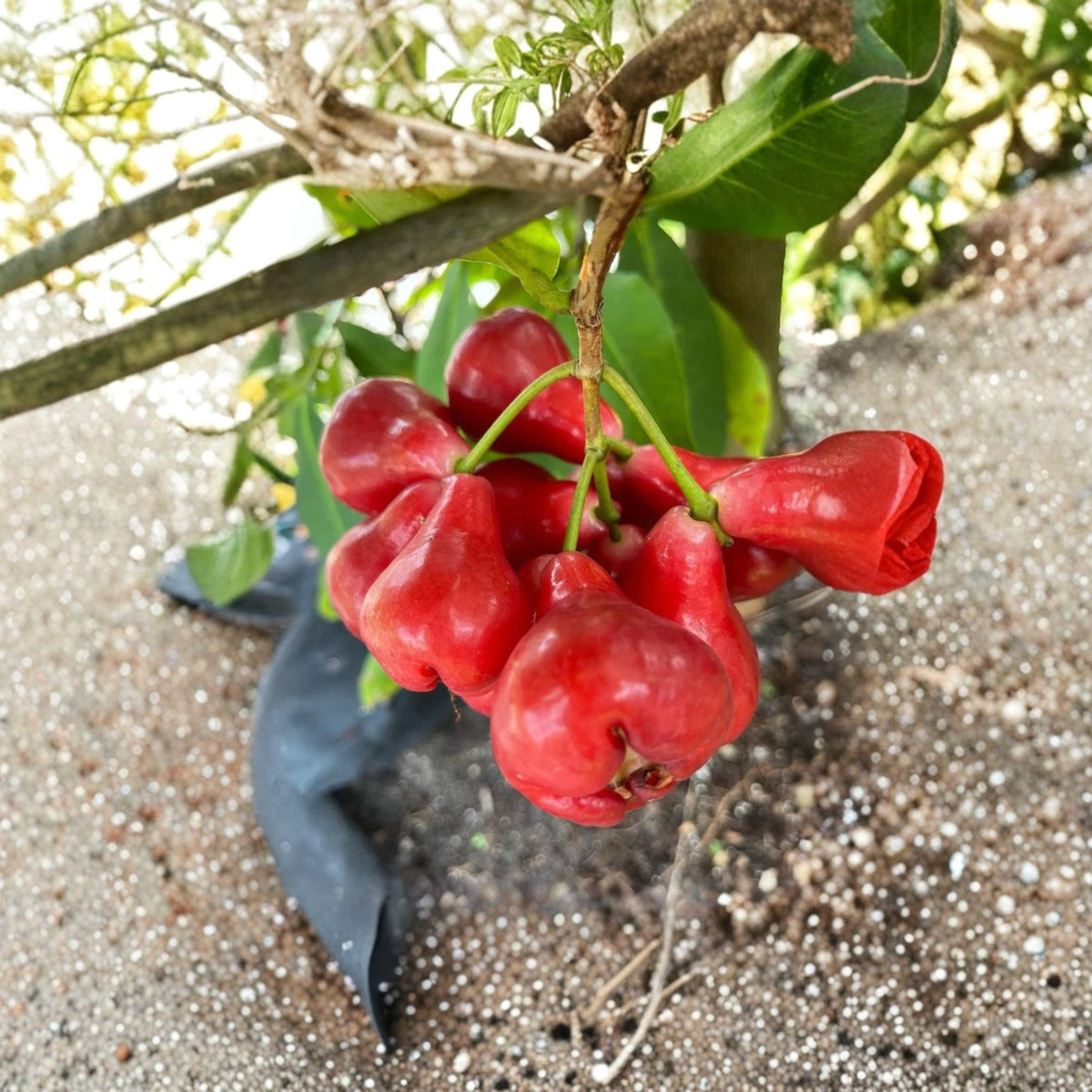Black Pearl Wax Apple Live Tree, 1–2 Ft Tall, 3 Gallon Pot, Tropical Fruit Tree, Syzygium Samarangense