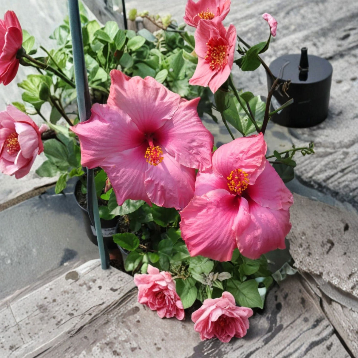 Hibiscus Agnes Gault Live Plant, Pink Hardy Hibiscus Shrub, 1–2 Ft Tall, 3 Gallon Potted Plant