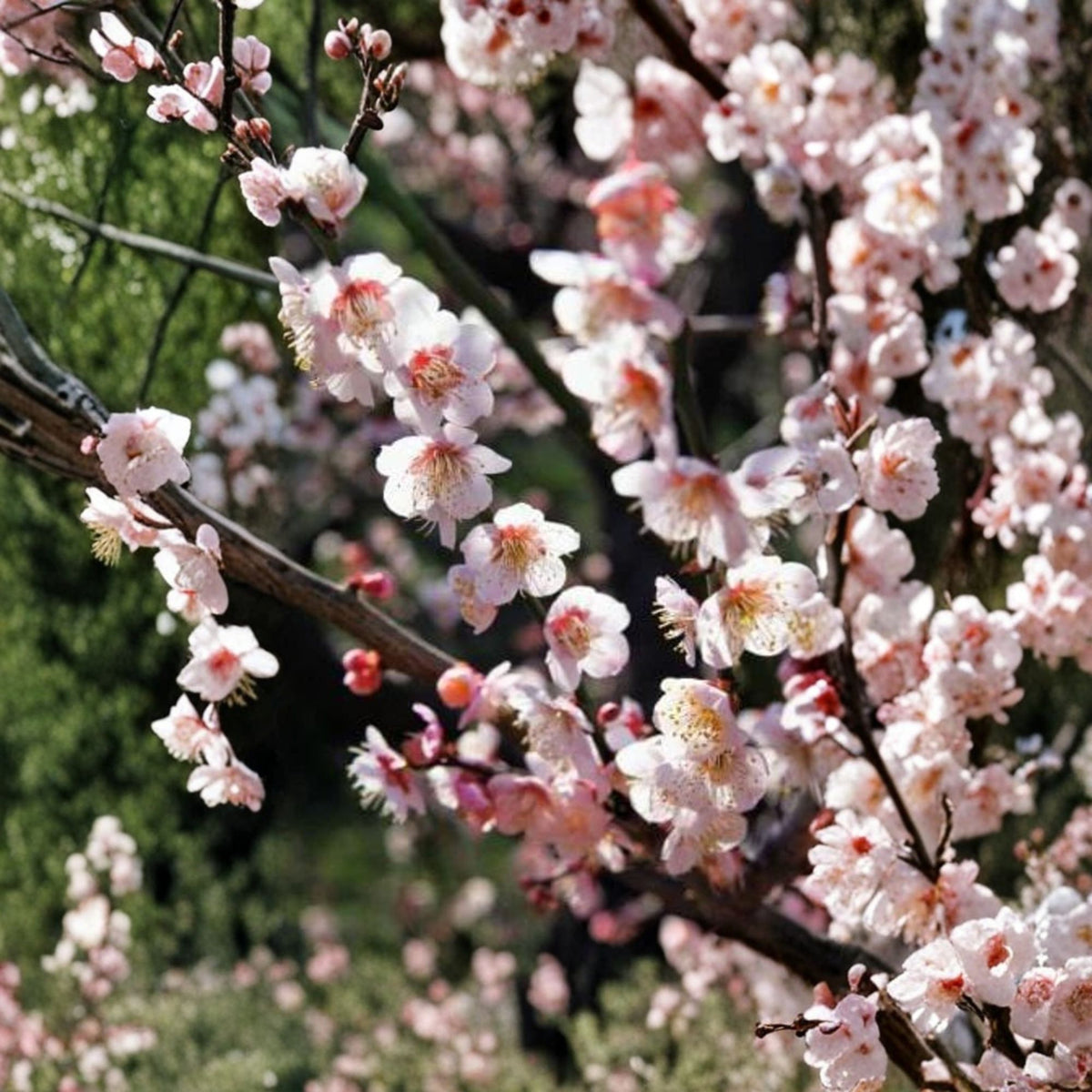 Bongo Flowering Apricot Live Tree – 3–4 Feet Tall, 3-Gallon Pot