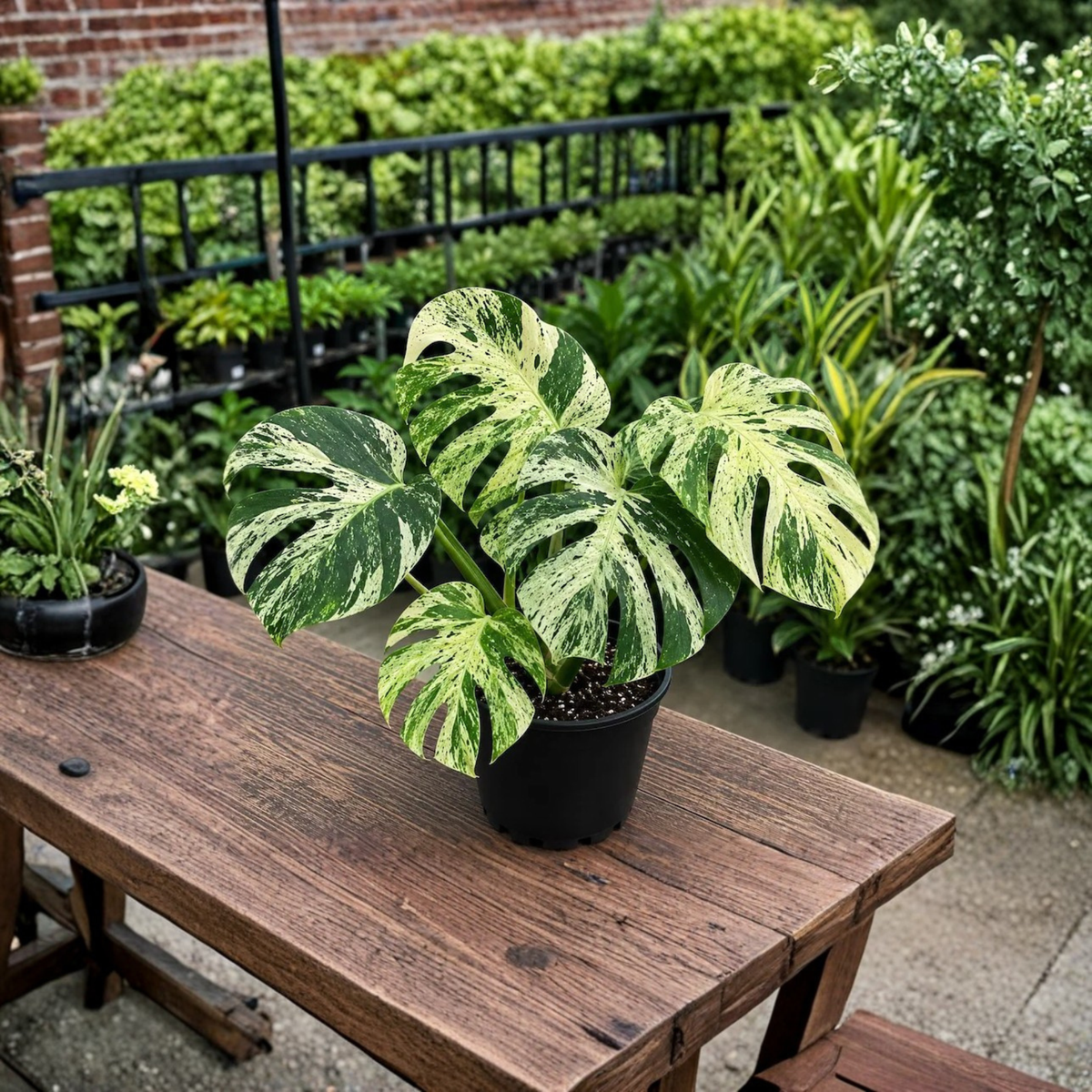 Monstera Bulbasaur Plant in 4 Inch Pot, Rare Variegated Monstera, Cream Green Foliage, Tropical Aroid Houseplant