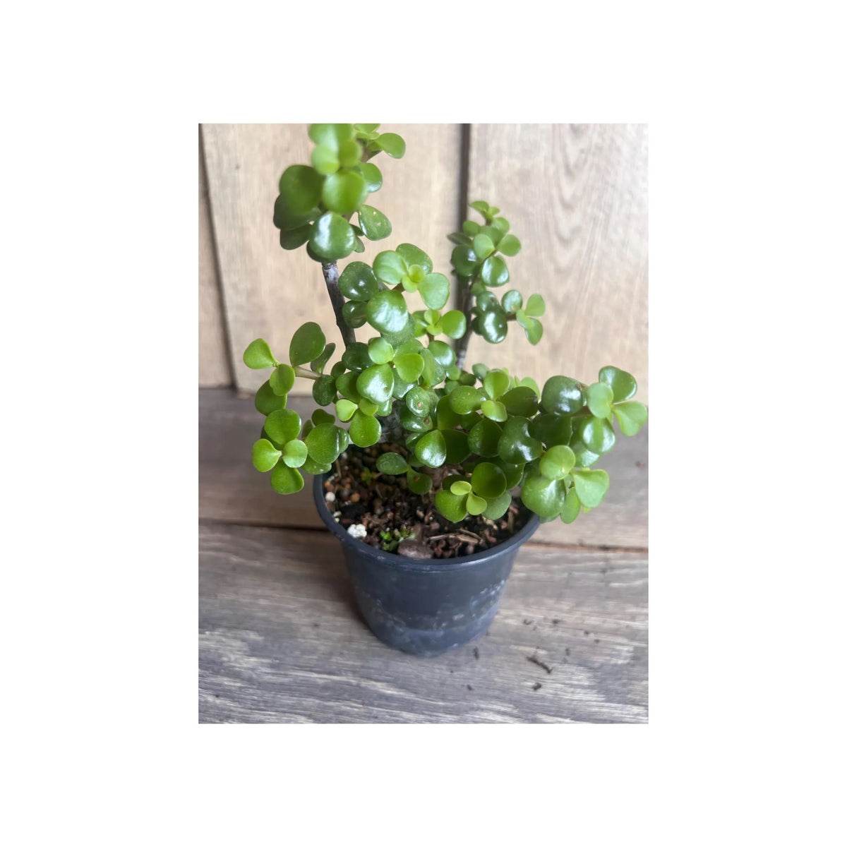 Dwarf Jade Plant 4" Pot – Portulacaria afra Elephant Bush