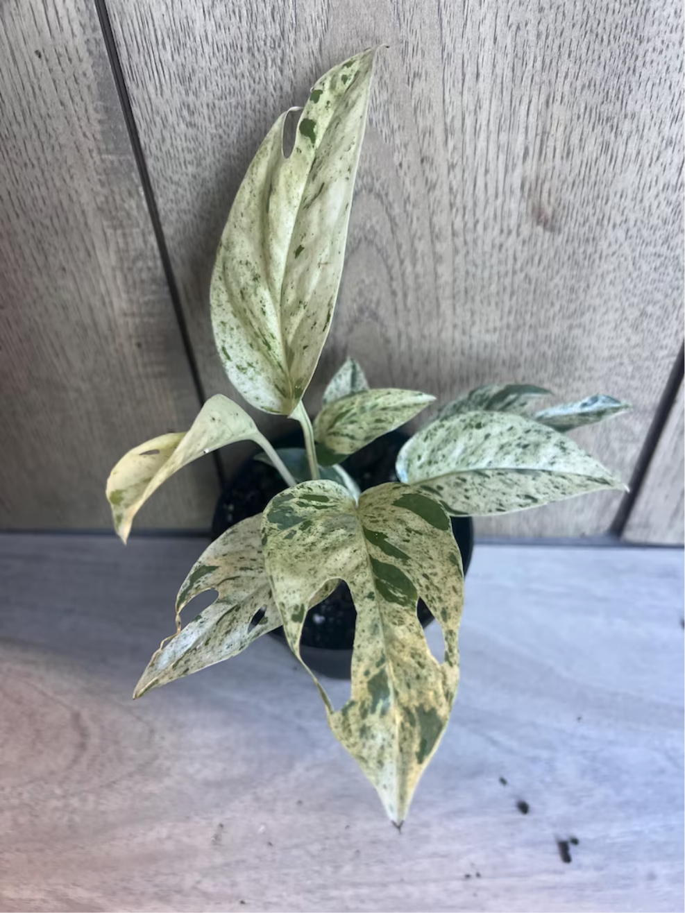 Epipremnum Pinnatum Marble Plant, Marble King Pothos in 4 Inch Pot, Variegated Tropical Houseplant, Climbing Aroid