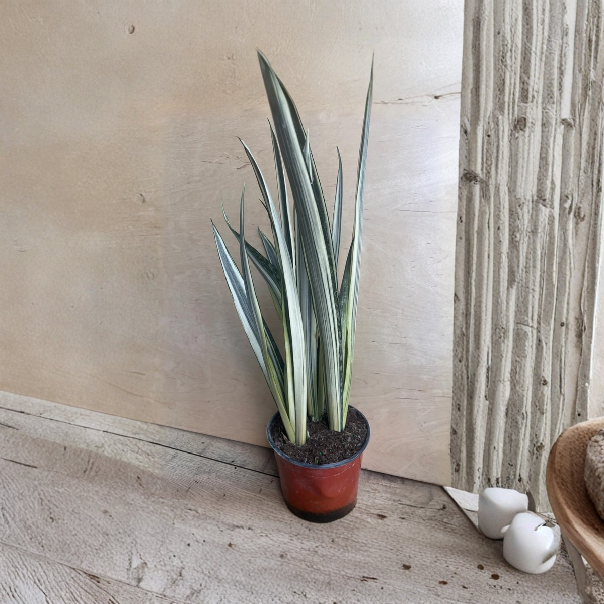 Sansevieria Bantel's Sensation Live Plant in 6 Inch Pot, Striped Snake Plant, Variegated Indoor Houseplant, Easy Care Foliage