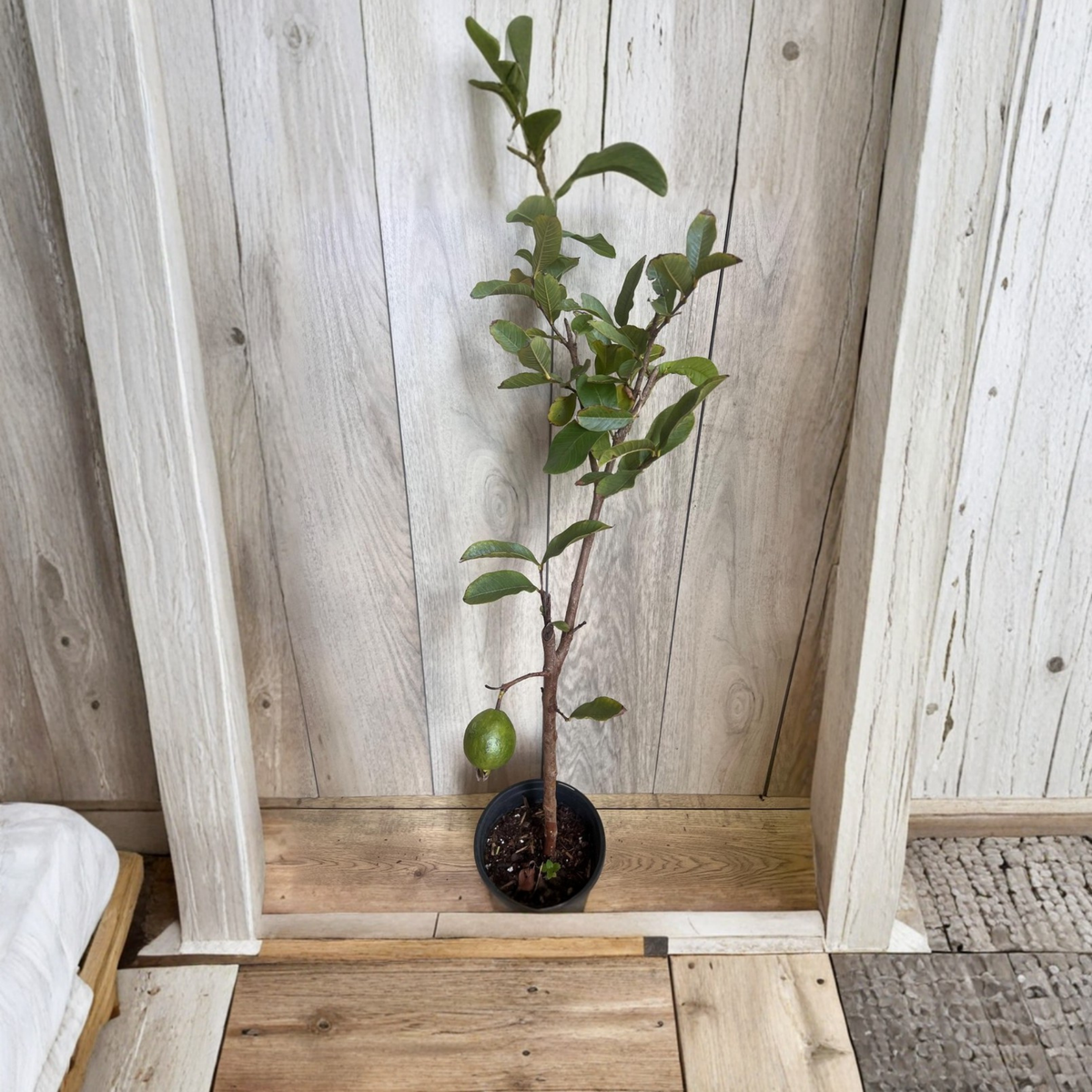 Thai White Guava Live Fruit Tree, Psidium Guajava, Jambu Batu, Tropical Guava Plant, White Flesh Guava, 6 or 10 Inch Pot
