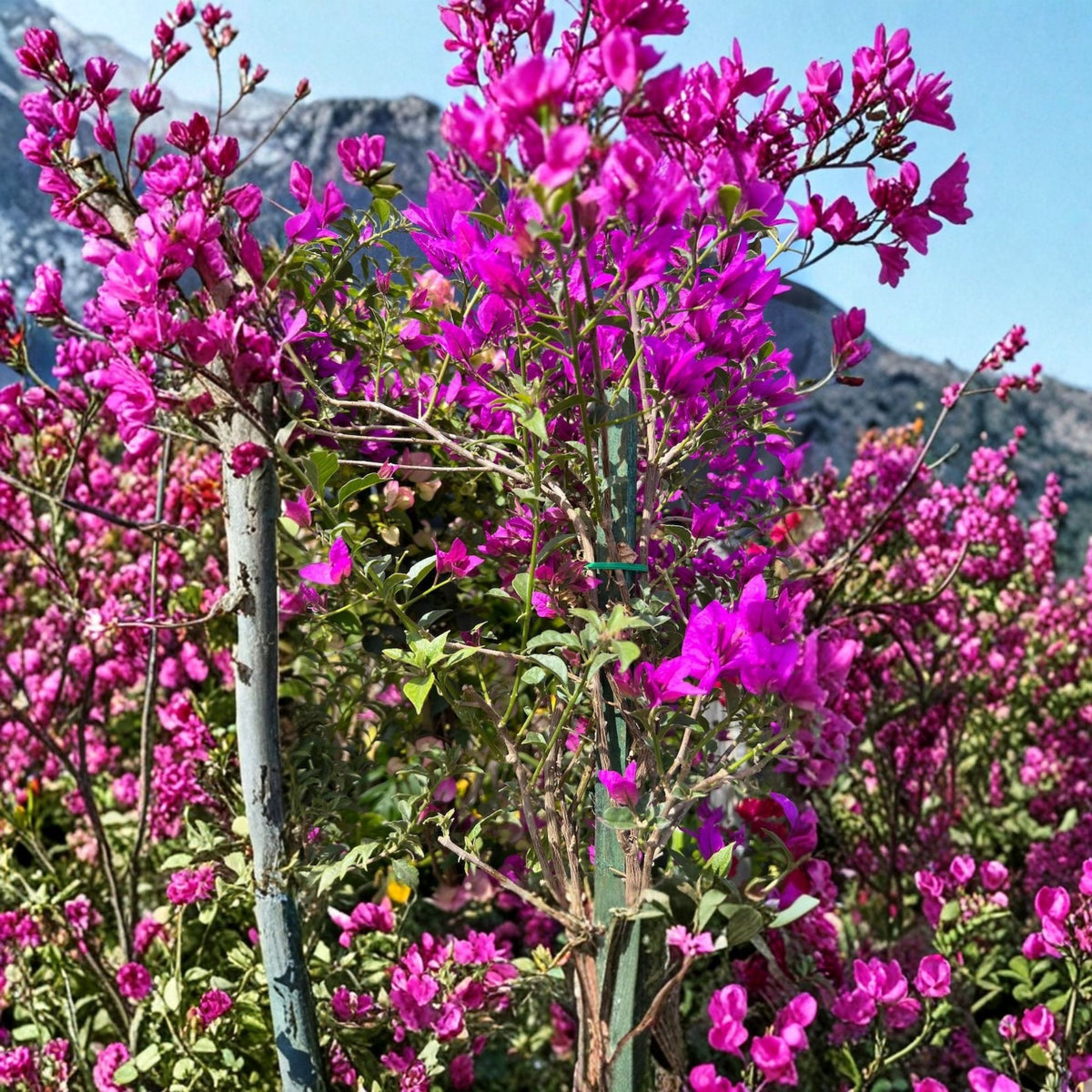 Purple Bougainvillea Live Plant – 3–4 Feet Tall, 3-Gallon Pot