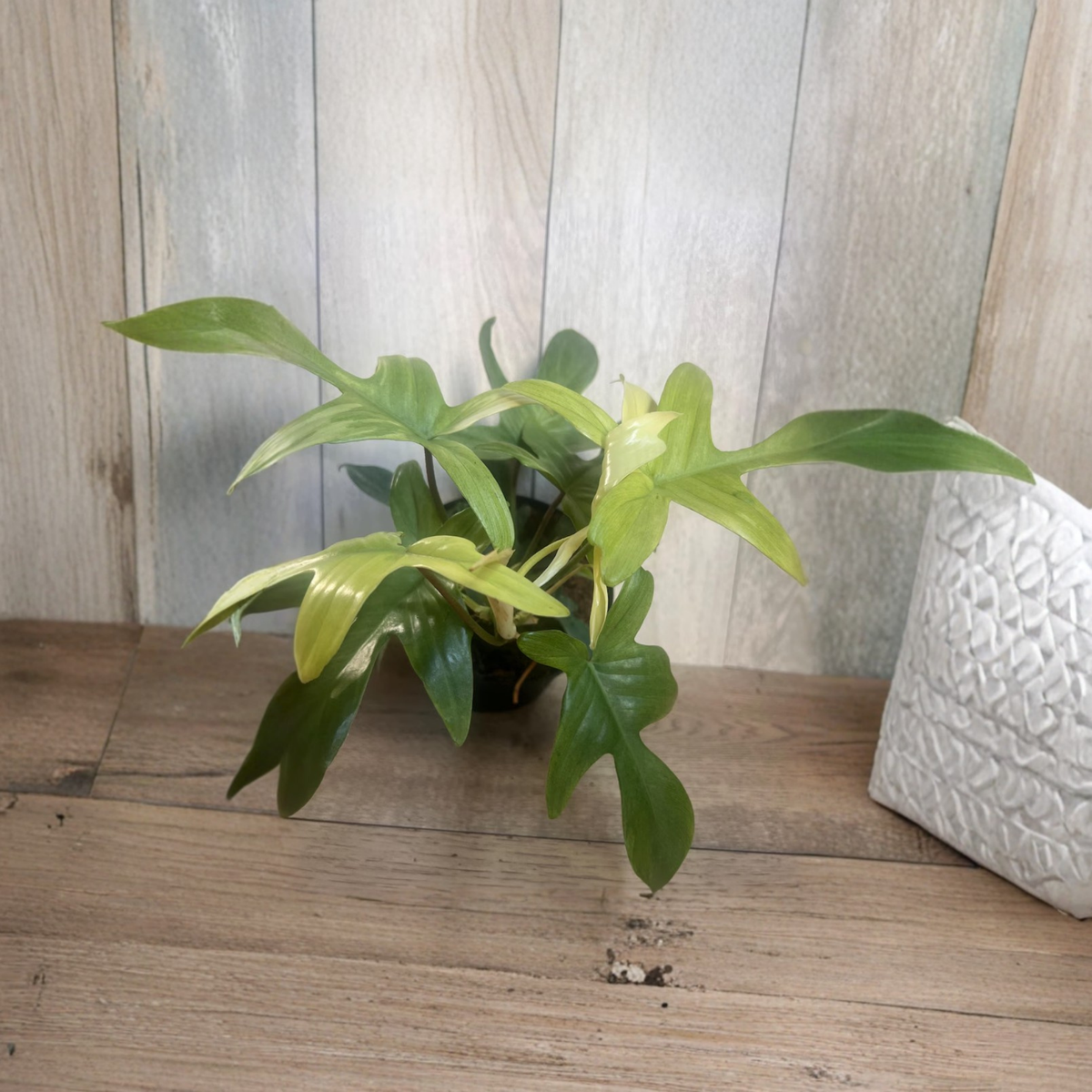 Philodendron Florida Ghost Mint Live Plant, Rare Mint Green Foliage, Lobed Climbing Philodendron, Tropical Houseplant in 6 Inch Pot