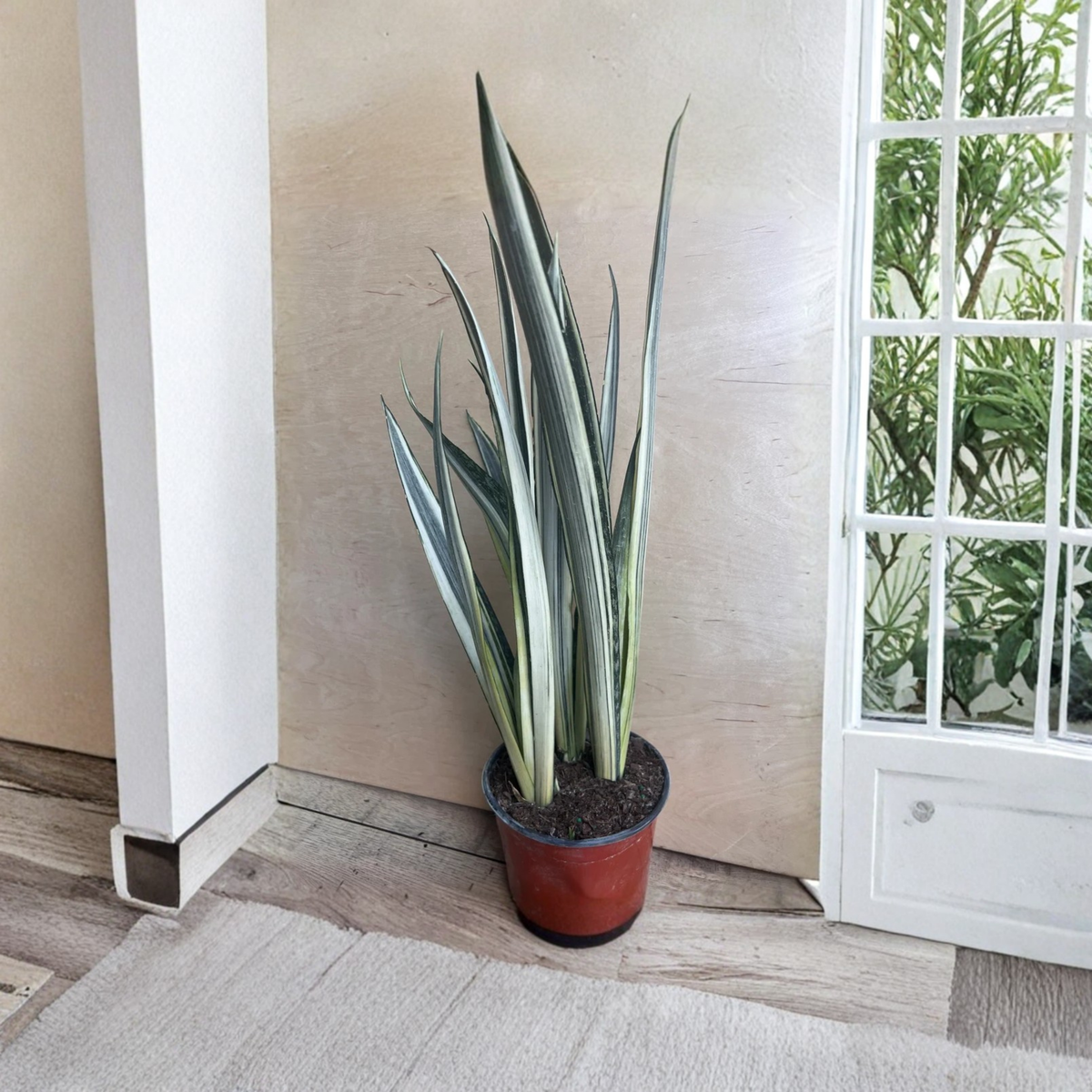 Pandan Plant Live in 4 Inch Pot, Fresh Pandan Leaves, Daun Pandan Culinary Herb, Tropical Fragrant Plant for Asian Cooking