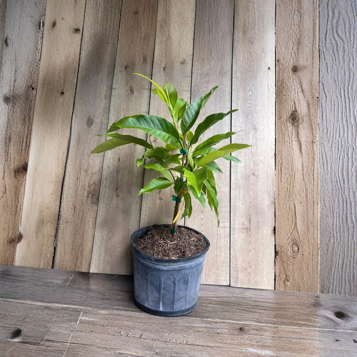White Champaca Grafted Live Tree, Michelia Alba, Ngoc Lan Trang, Fragrant White Flowering Tropical Tree, 3 Gallon Pot