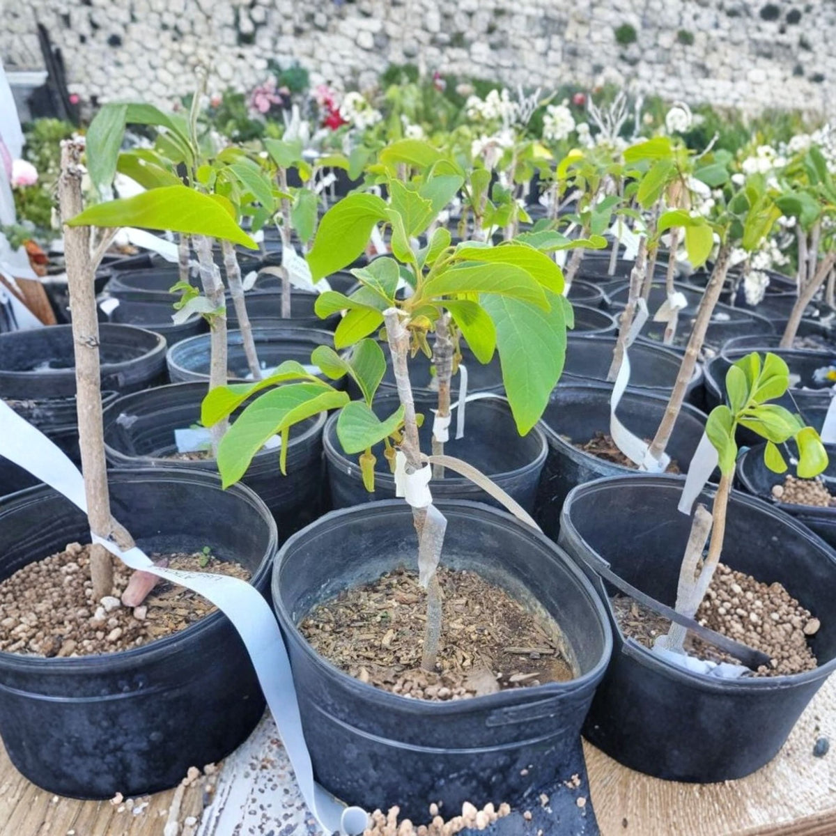 Geffner Atemoya Live Plant – 1 Foot Tall, 6-Inch Pot (Annona hybrid)