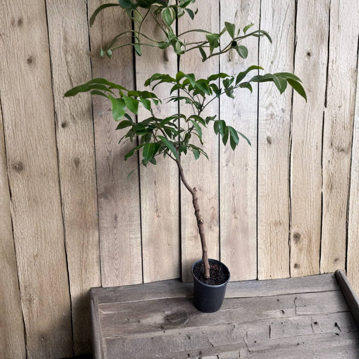 Kohala Longan Live Fruit Tree, Air Layered Longan Plant, Lengkeng Kelengkeng, Sweet Tropical Fruit Tree in Half Gallon Pot