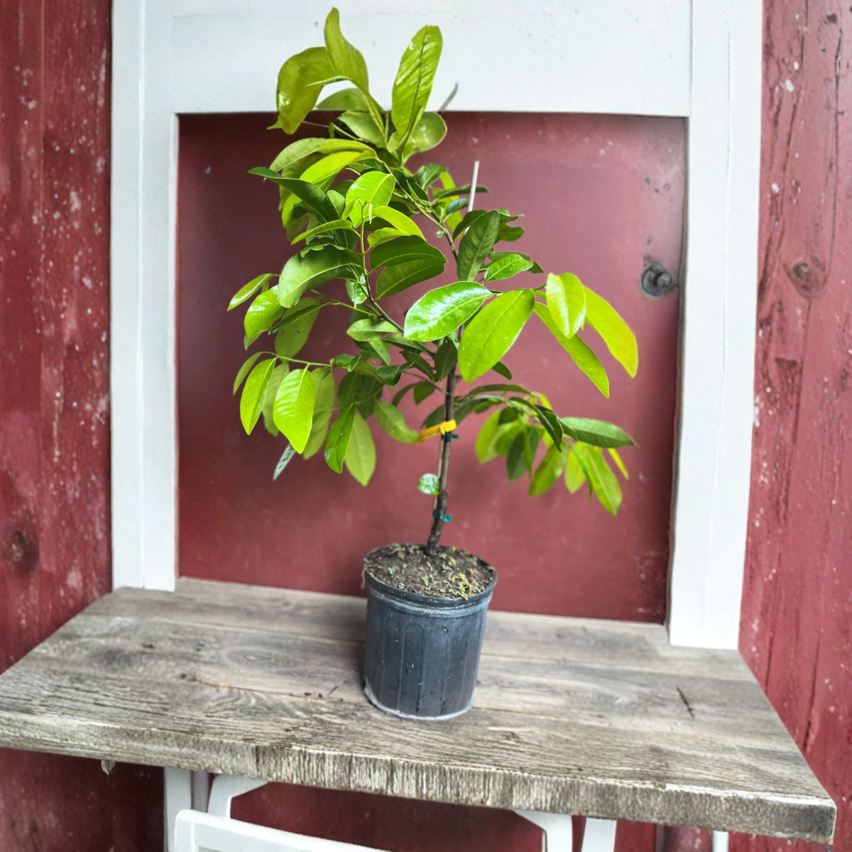 Black Sapote Reineke Grafted Live Fruit Tree in 3 Gallon Pot, Chocolate Pudding Fruit Tree, Tropical Dessert Fruit Plant