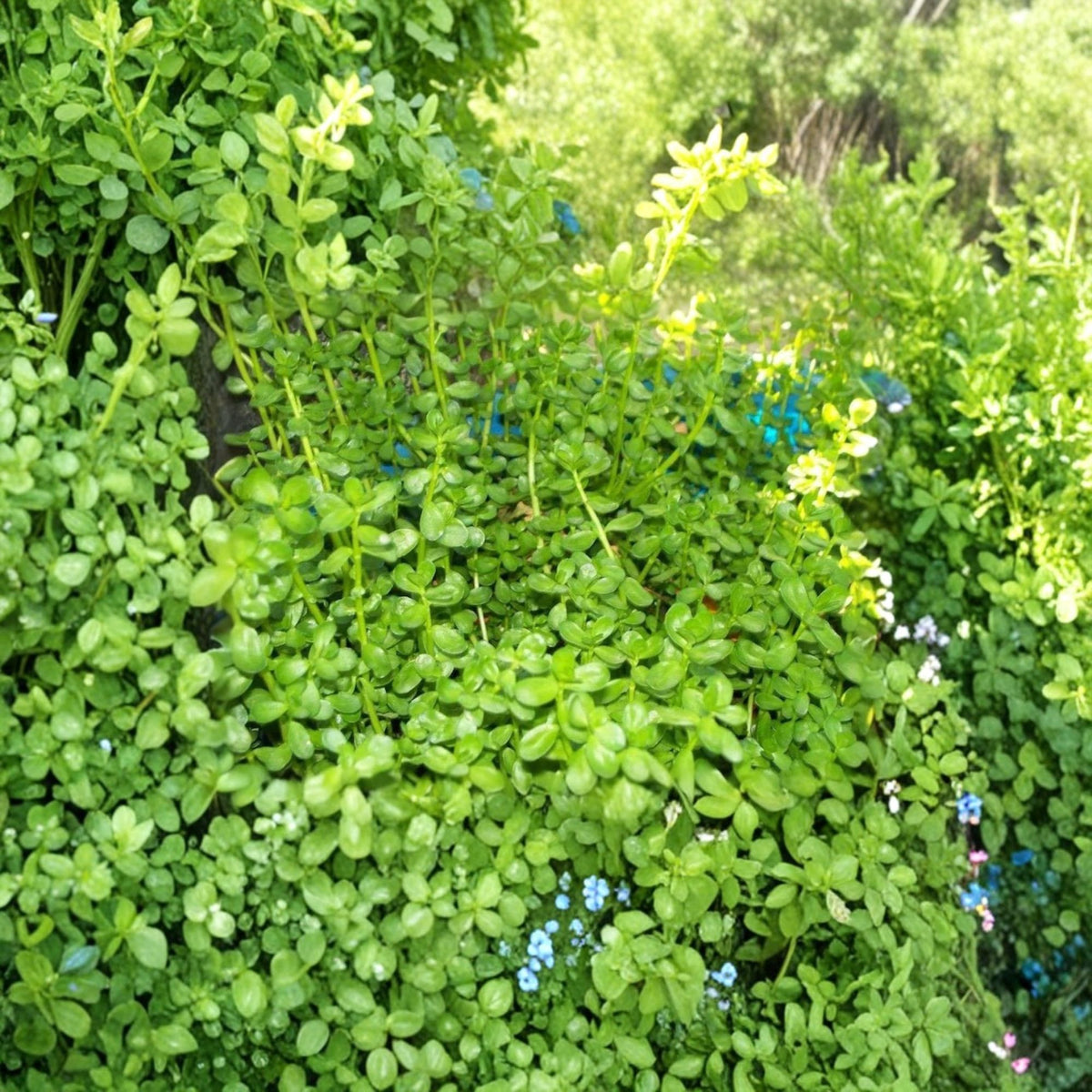 Rau Đắng Bitter Herb Live Plant – Polygonum aviculare, 6-Inch Pot
