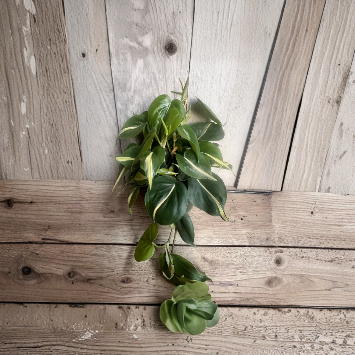 Philodendron Silver Stripe Live Plant in 6 Inch Pot, Variegated Trailing Houseplant, Philodendron hederaceum, Rare Indoor Tropical Plant