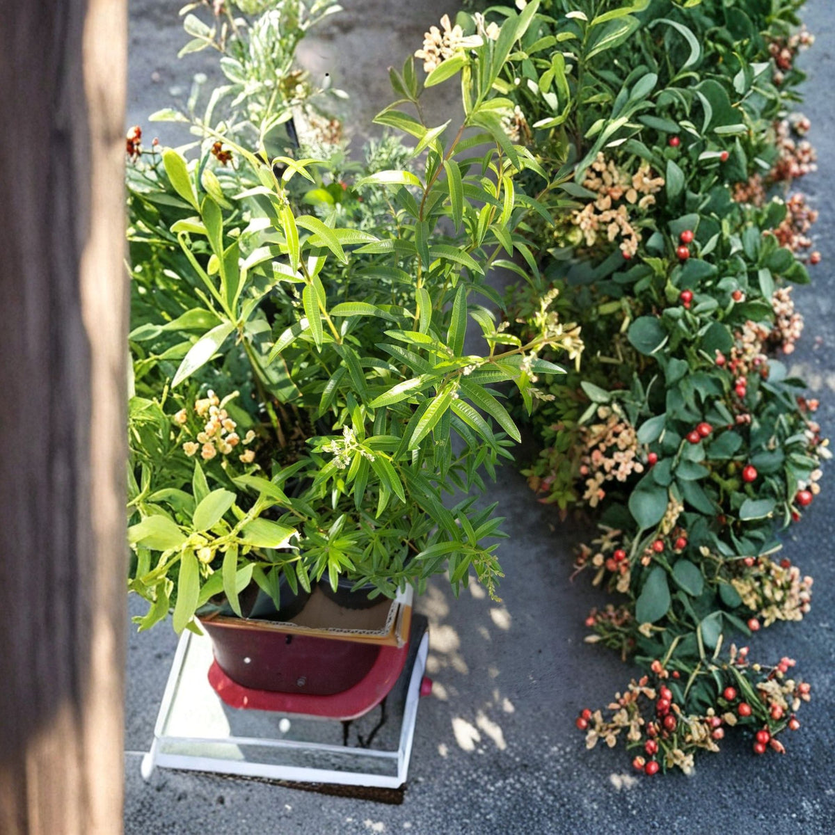 Lemon Verbena Live Plant, Aloysia Triphylla, 1 Ft Tall, Aromatic Culinary Herb, Lemon Scented Herb Plant