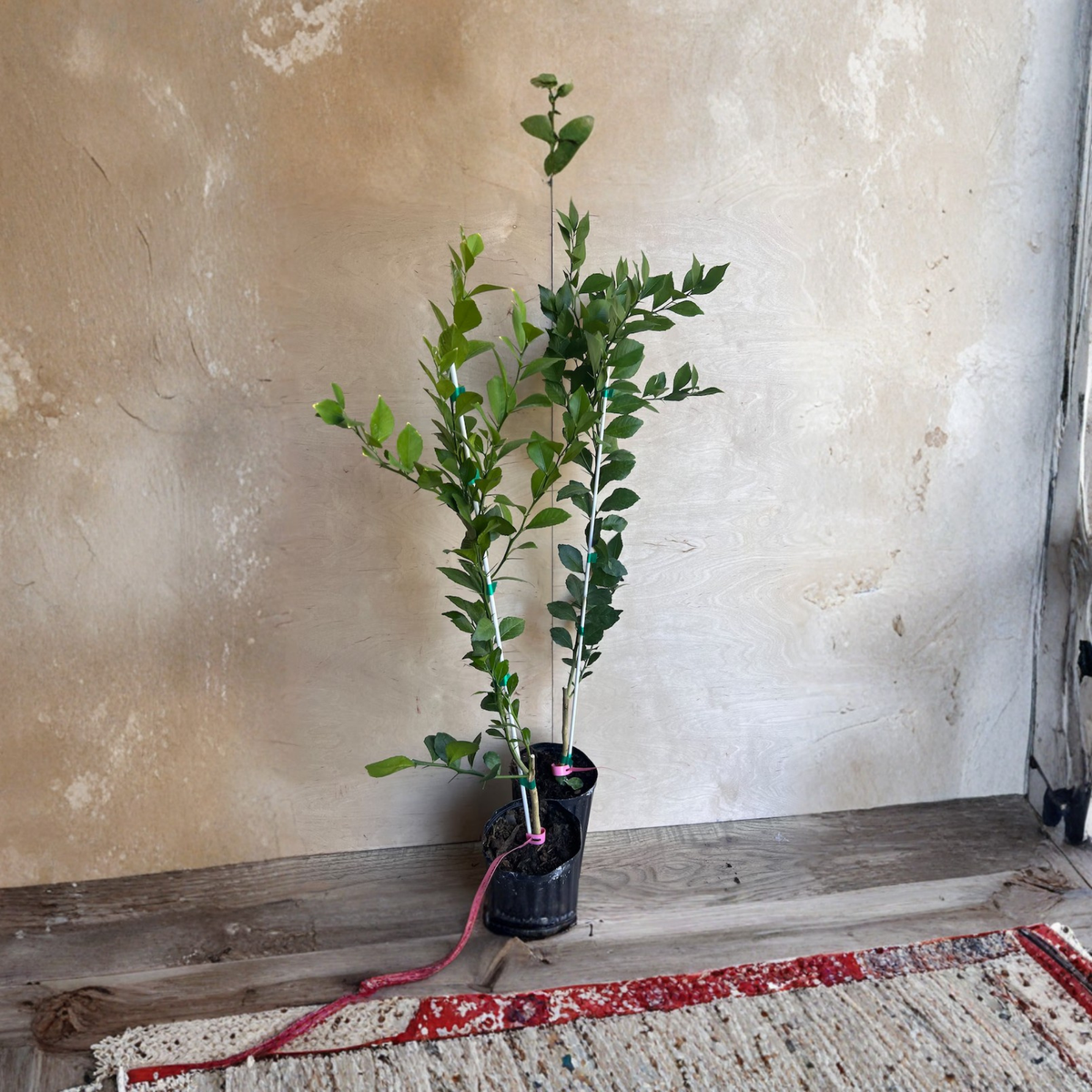 Red Finger Lime Tree Live Plant, Grafted UF KB-8 Citrus Caviar, Microcitrus Australasica, Tropical Citrus Fruit Tree, Half Gallon Pot
