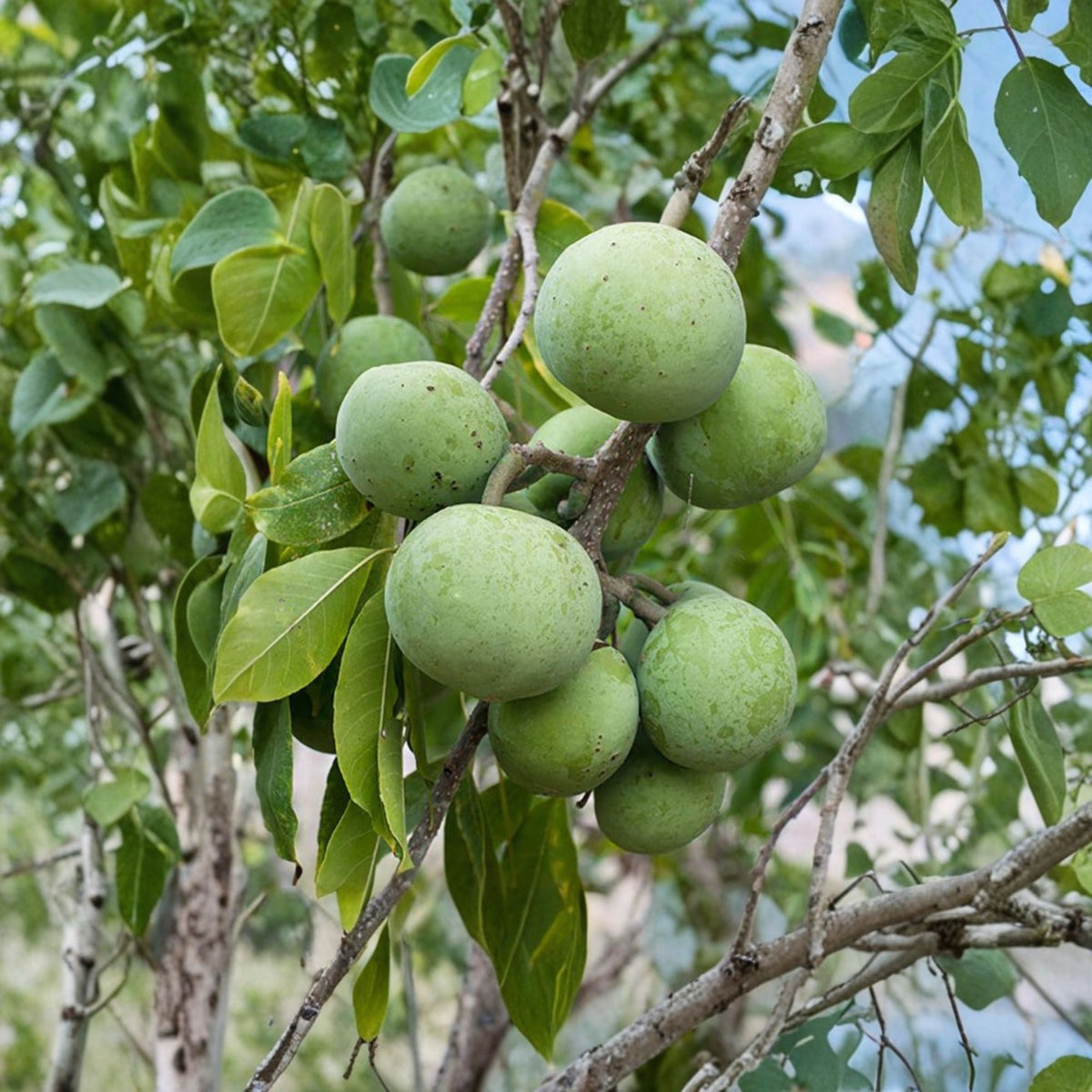Suebelle White Sapote Live Fruit Tree, 2 Ft Tall, 3 Gallon Pot, Sweet Tropical Fruit Tree, Casimiroa Edulis