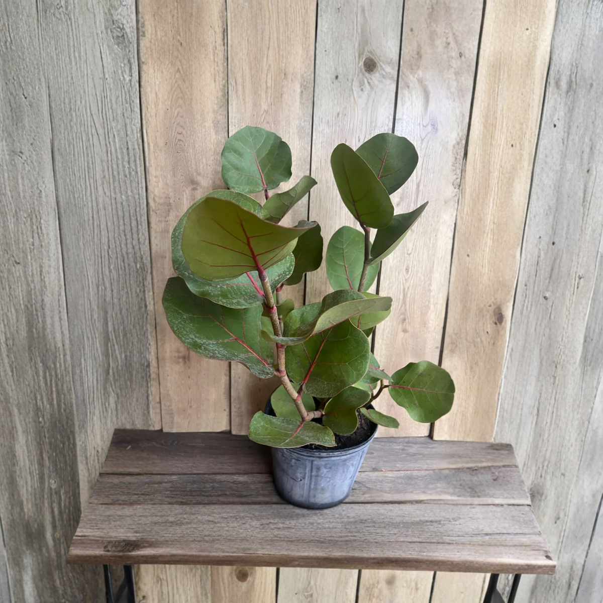 Sea Grape Live Plant in 10 Inch Pot, Coccoloba uvifera, Salt Tolerant Coastal Shrub, Tropical Beach Landscape Plant