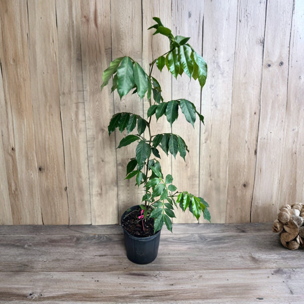 Ice Cream Bean Tree Live Plant, Inga Edulis, Tropical Fruit Tree, Sweet Edible Pod Tree, Exotic South American Plant, 3 Gallon Pot