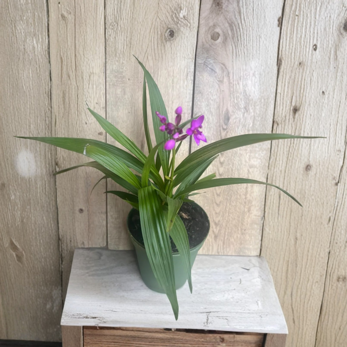 Purple Ground Orchid Live Plant, Spathoglottis Plicata, Purple Tropical Flowers, Terrestrial Orchid, 6 Inch Pot, Outdoor Garden Plant