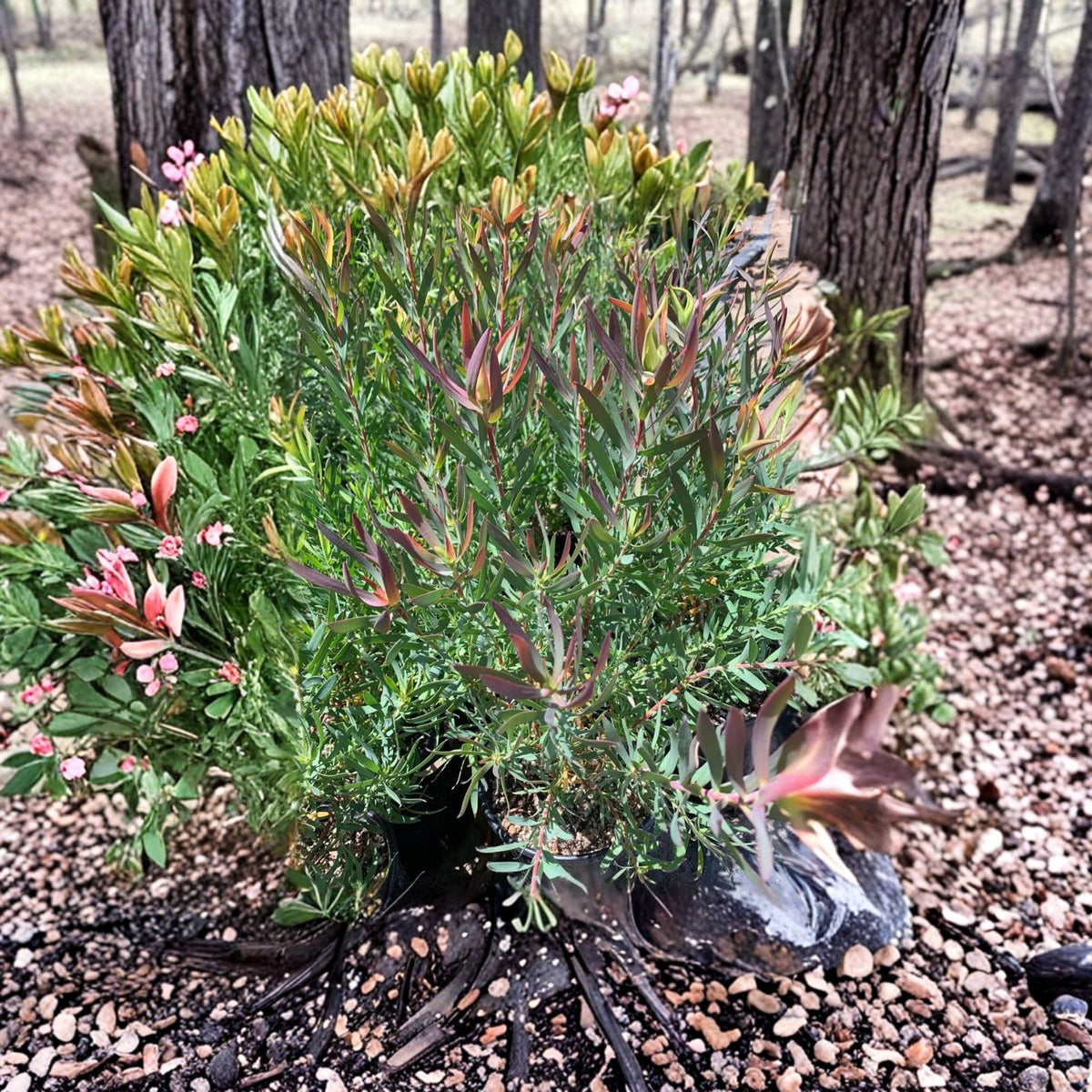 Leucadendron Summer Red Live Plant, 1 Ft Tall Evergreen Shrub, 1 Gallon Potted Plant, Red and Cream Foliage