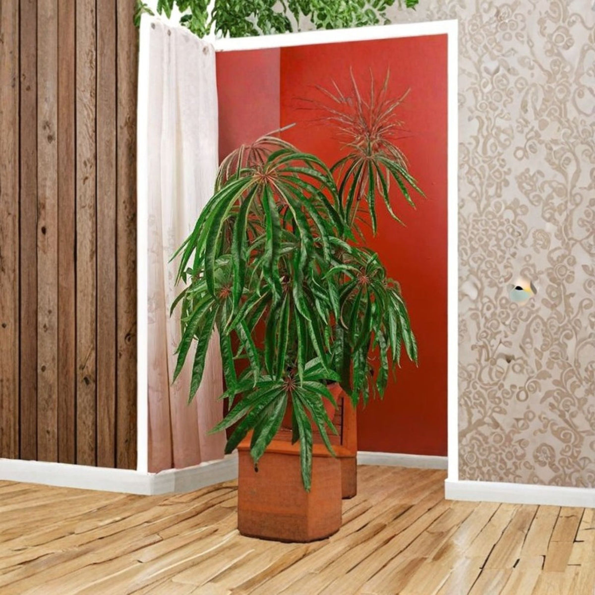 **Begonia Luxurians Live Plant, 1–2 Ft Tall, 6 Inch Pot, Tropical Palmate Foliage, Rare Ornamental Begonia, Patio Houseplant**