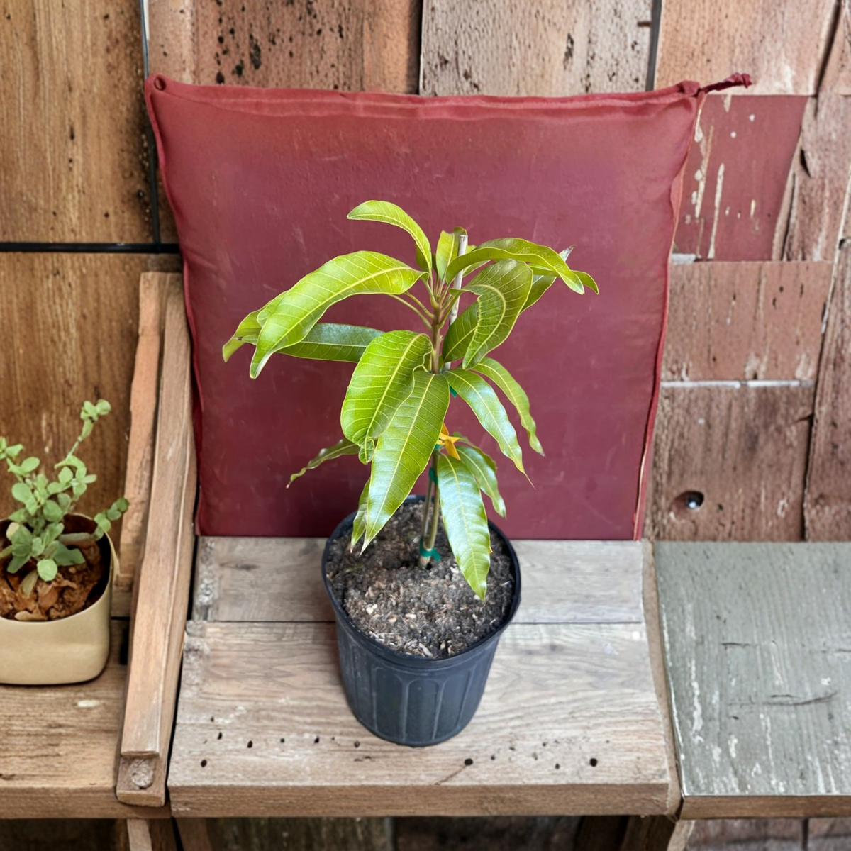 Monstera Thai Constellation Live Plant in 6 Inch Pot, Cream White Variegated Monstera, Rare Tropical Indoor Houseplant