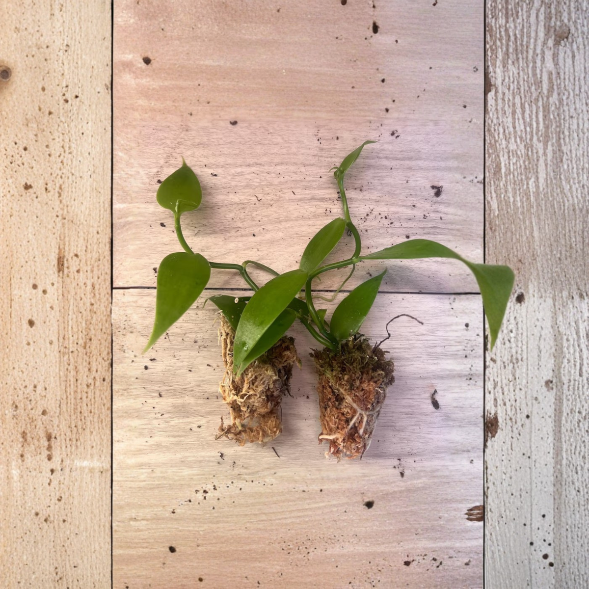 Vanilla Bean Orchid Live Plant, Vanilla planifolia Rooted Vine, Tropical Climbing Orchid, Vanilla Plant for Growing Vanilla Beans