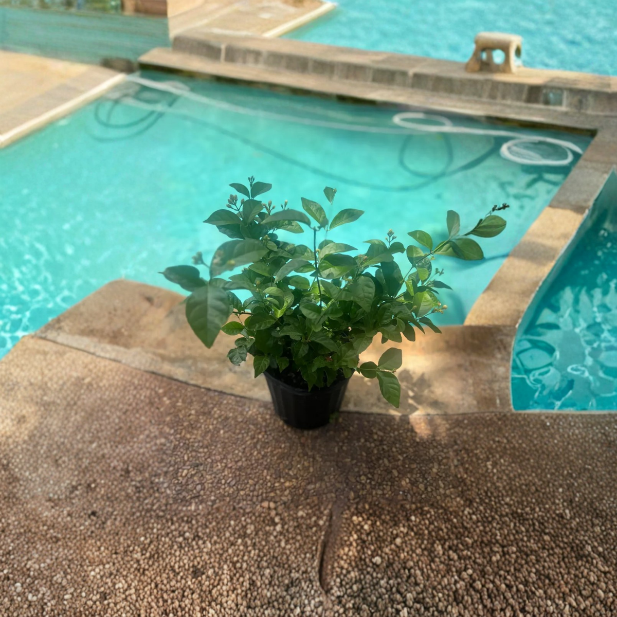 Arabian Jasmine Sambac Live Plant in 10 Inch Pot, Fragrant White Flowering Jasmine, Jasminum sambac Tropical Garden Plant