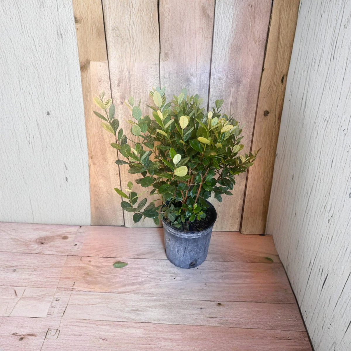 Grafted Hirado Pummelo Tree, Live Citrus Plant, Citrus Maxima, Jeruk Bali Fruit Tree, Half Gallon Pot, Florida Shipping Only