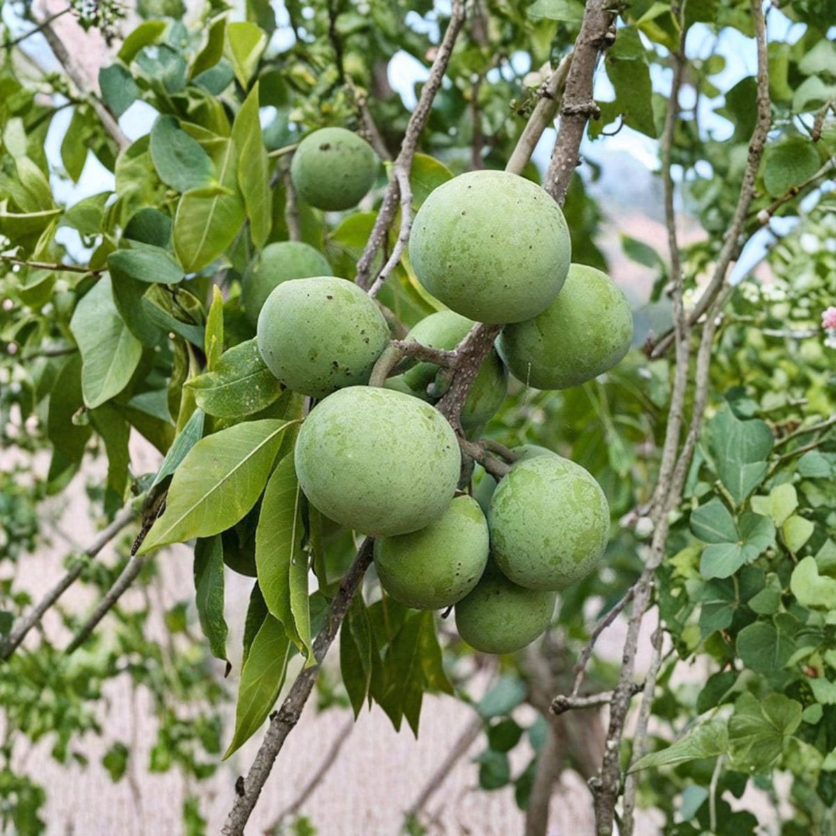 Grafted White Sapote Tree, Live Fruit Tree, 1–2 Ft Tall, 3 Gallon Pot, Sweet Creamy Tropical Fruit