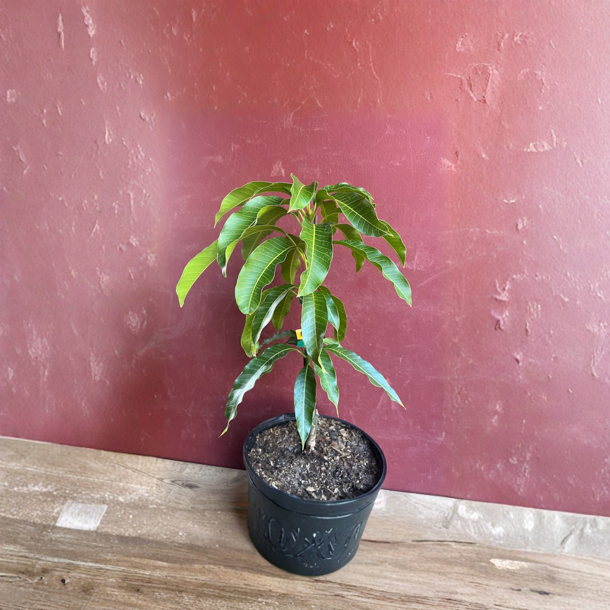 Kesar Mango Tree Grafted Live Plant in 3 Gallon Pot, Indian Mango Fruit Tree, Tropical Edible Fruit Tree for Warm Climate Gardens