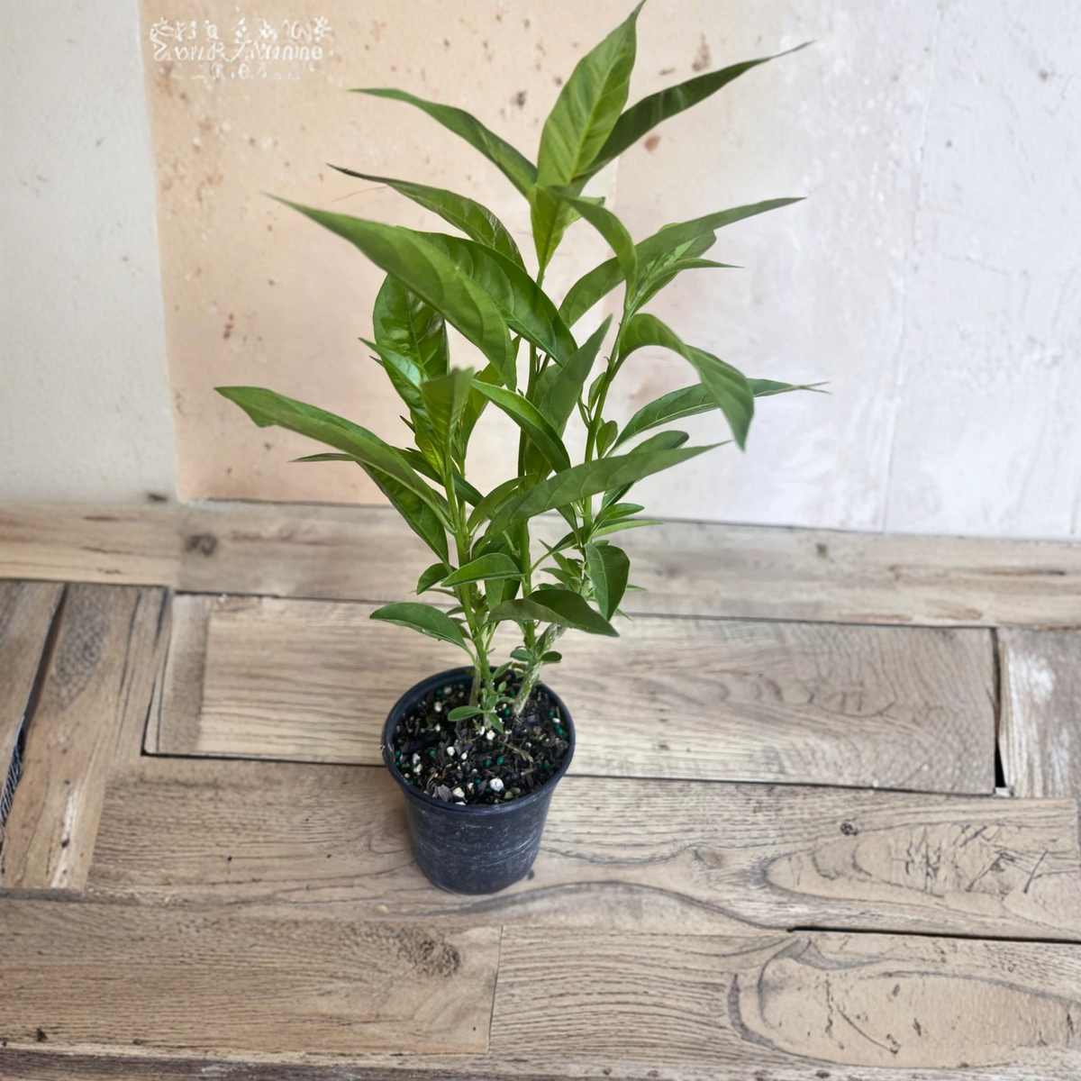 Night Blooming Jasmine Live Plant, Cestrum nocturnum in 4 Inch Pot, Fragrant Night Flowering Tropical Shrub