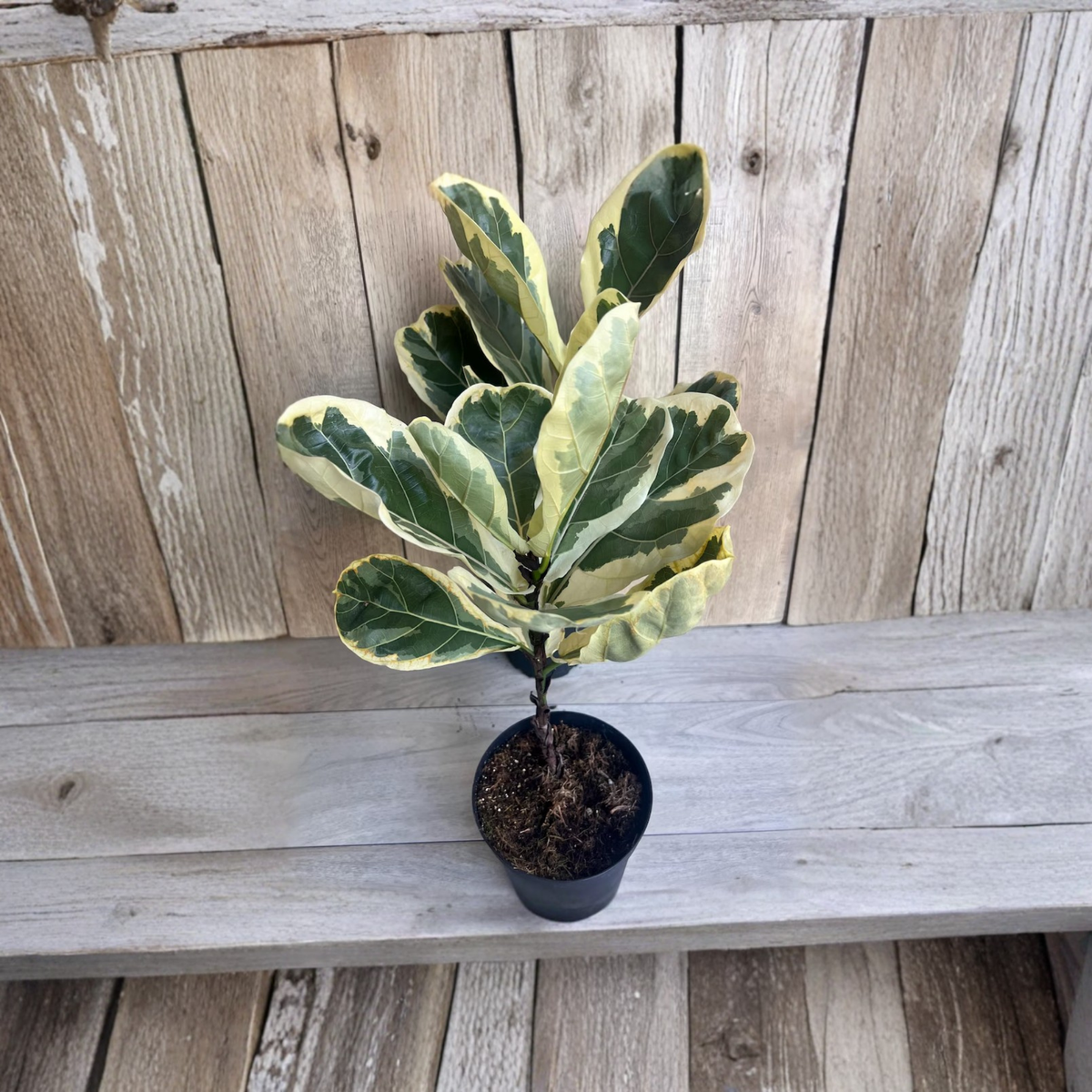 Variegated Ficus Lyrata Live Plant, Variegated Fiddle Leaf Fig in 6 Inch Pot, Cream and Green Tropical Houseplant, Rare Collector Plant