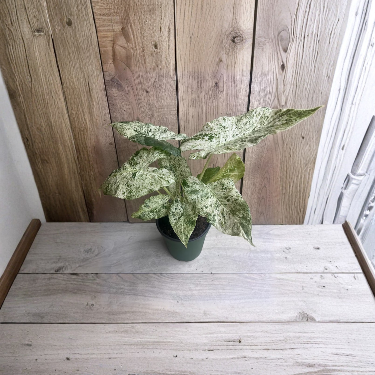 Alocasia Macrorrhiza Camouflage Variegated Live Plant, Rare Elephant Ear Houseplant, Green Cream Yellow Foliage, 6 Inch Pot