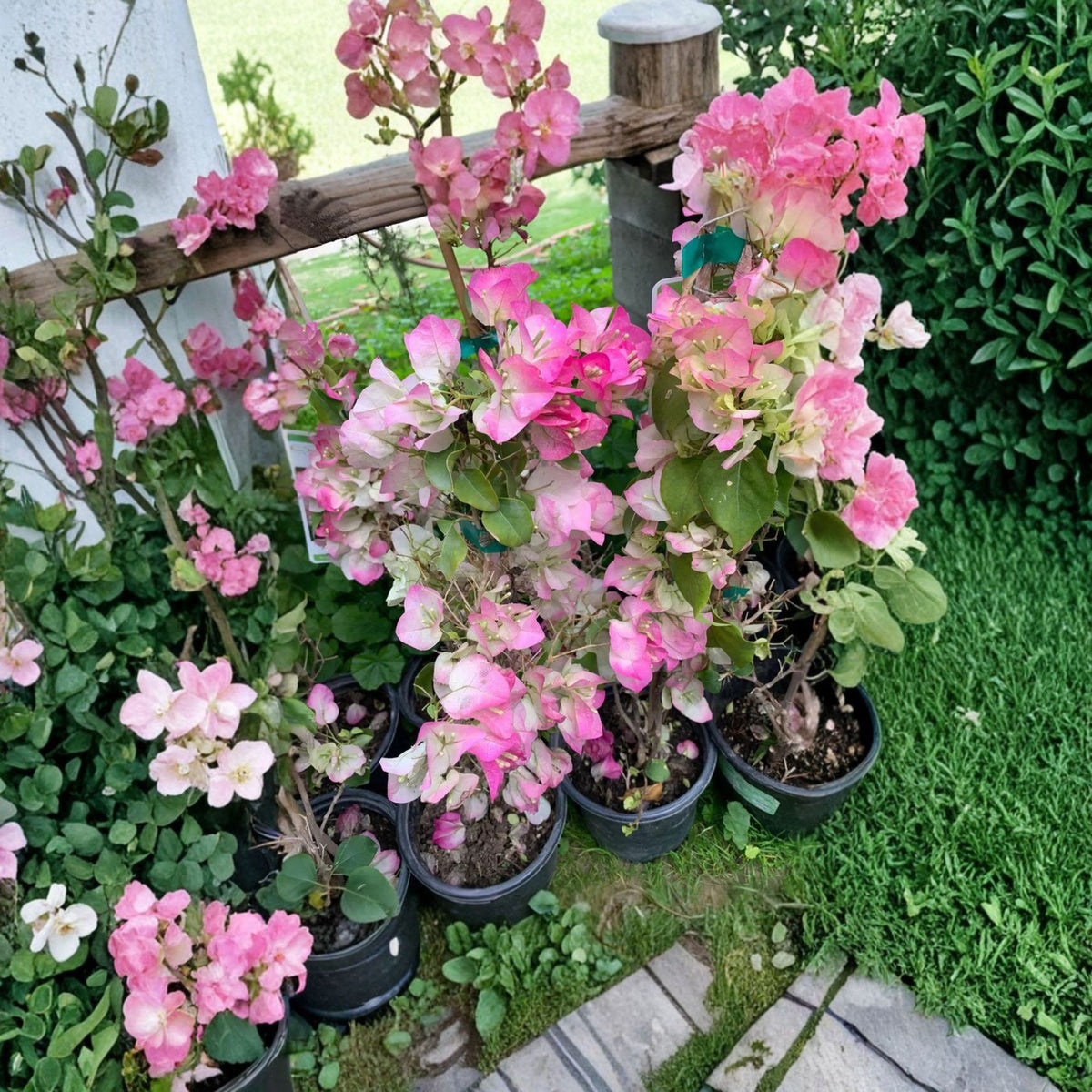 Pink and White Bougainvillea Live Plant, 1–2 Ft Tall, 1 Gallon Pot, Two Tone Tropical Flowering Shrub