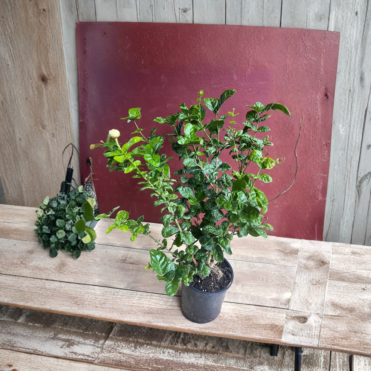 Jasmine Grand Duke of Tuscany Live Plant in 6 Inch Pot, Fragrant Double White Flowers, Arabian Jasmine, Tropical Flowering Plant