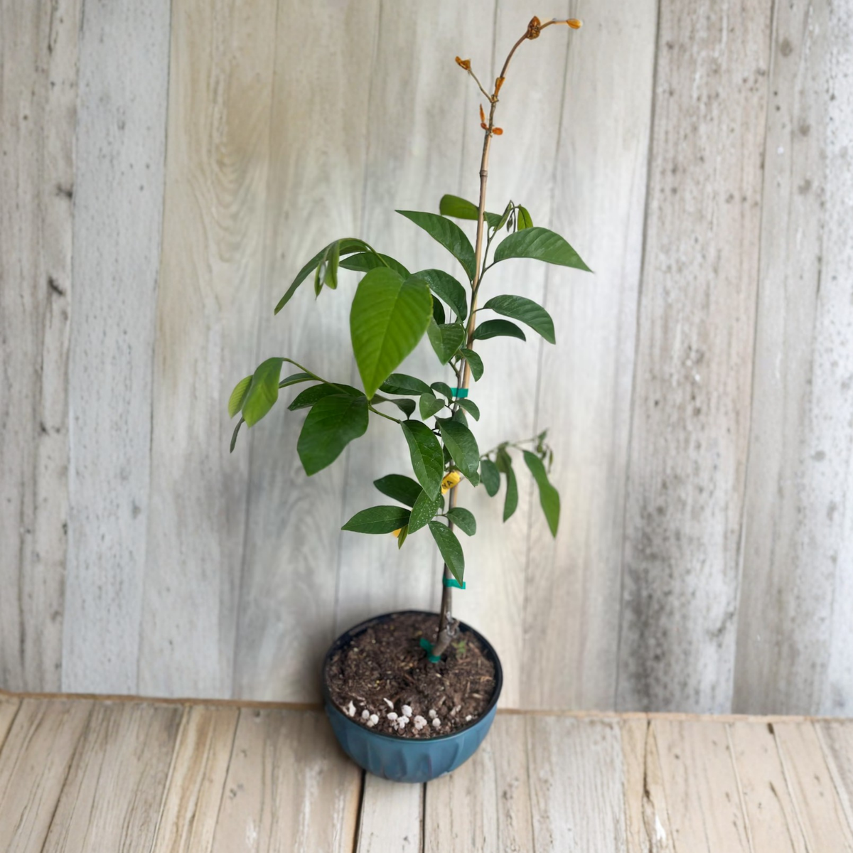 Gefner Atemoya Grafted Live Fruit Tree in 3 Gallon Pot, Annona Atemoya Hybrid, Tropical Custard Apple Tree, Exotic Fruit Plant