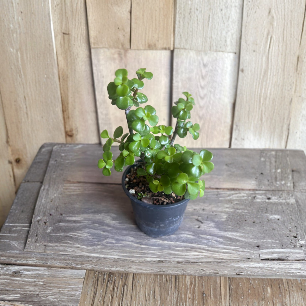 Dwarf Jade Live Plant, Portulacaria Afra Elephant Bush in 4 Inch Pot, Succulent Houseplant, Bonsai Starter Plant, Easy Care Succulent