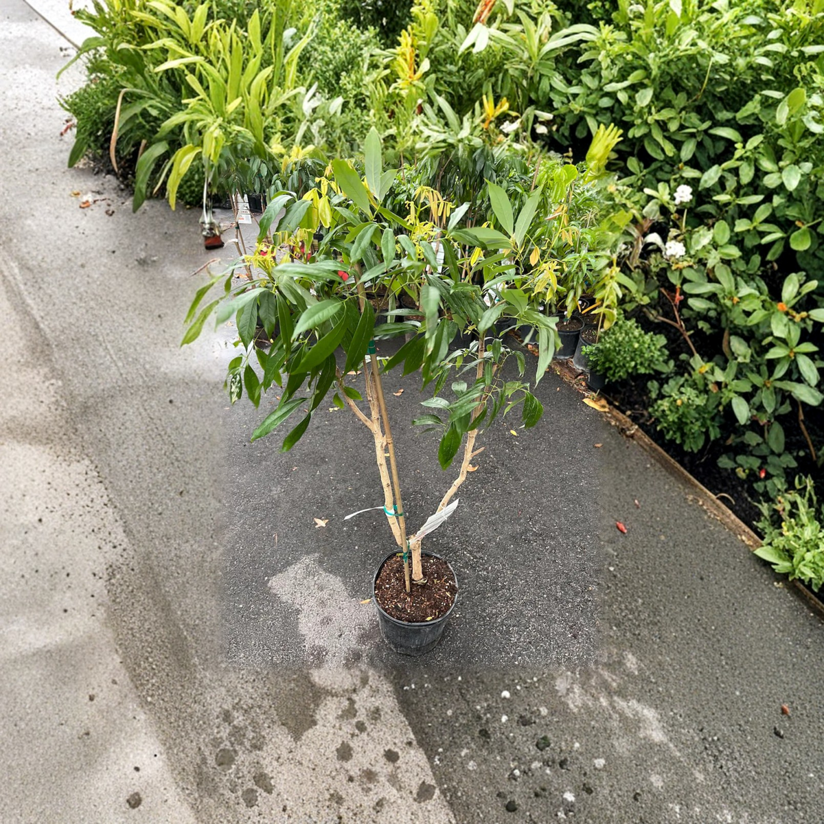 Brewster Lychee Live Fruit Tree, Air Layered Lychee Plant, Sweet Juicy Lychee Variety, Tropical Edible Fruit Tree, 2 to 4 Ft Tall
