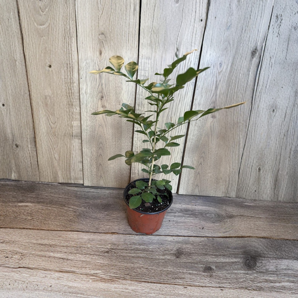 Orange Jasmine Live Plant, Murraya Paniculata in 6 Inch Pot, Fragrant White Flowering Evergreen Shrub, Mock Orange Jasmine