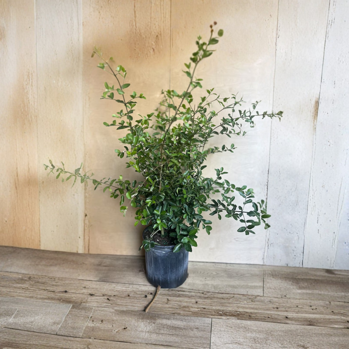 Barbados Cherry Live Plant in 10 Inch Pot, Acerola Cherry Tree, Malpighia Emarginata, Tropical Edible Fruit Plant, West Indian Cherry