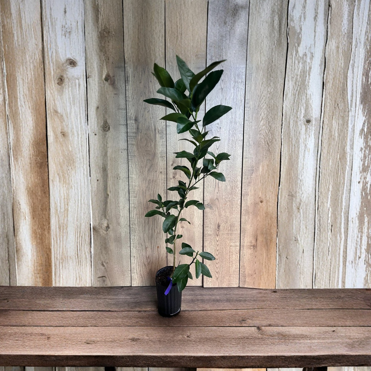 Glenn Navel Orange Tree, Grafted Citrus Tree in Half Gallon Pot, Sweet Navel Orange Fruit Tree, Live Orange Plant