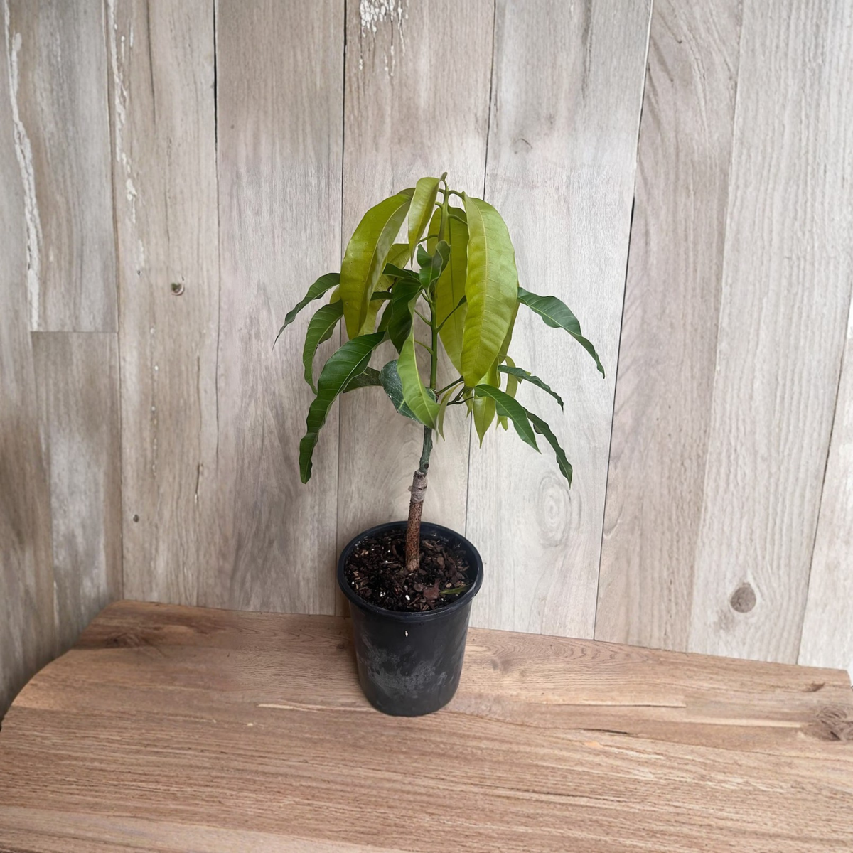 Grafted Orange Sherbet Mango Tree, Dwarf Mango Live Plant, Rare Tropical Fruit Tree, Sweet Mango Variety in Half Gallon Pot